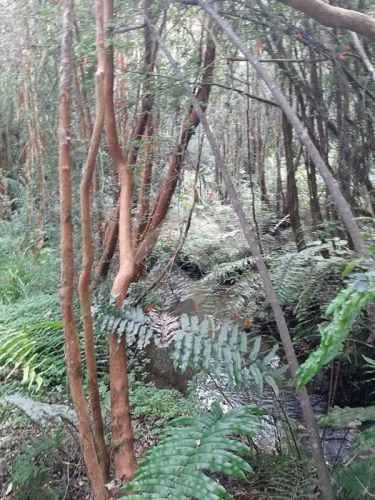 LOCAL COMERCIAL polincay