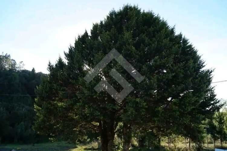 LOCAL COMERCIAL polincay