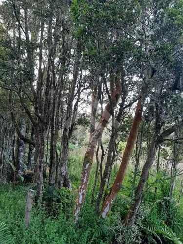 LOCAL COMERCIAL polincay