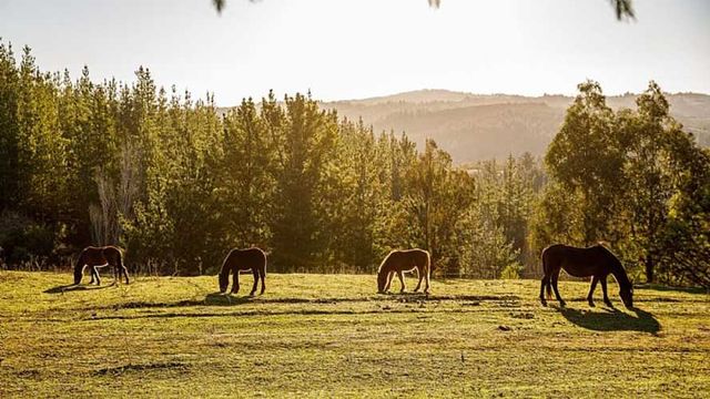 Parcela LAS NIEVES SIN NUMERO YUMBEL