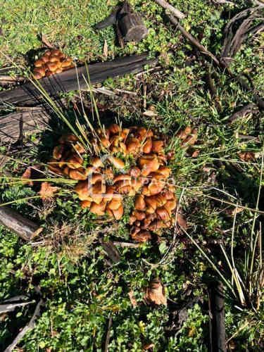 PARCELA Ecoparque del Llaima