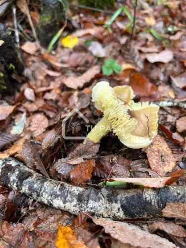 PARCELA Ecoparque del Llaima