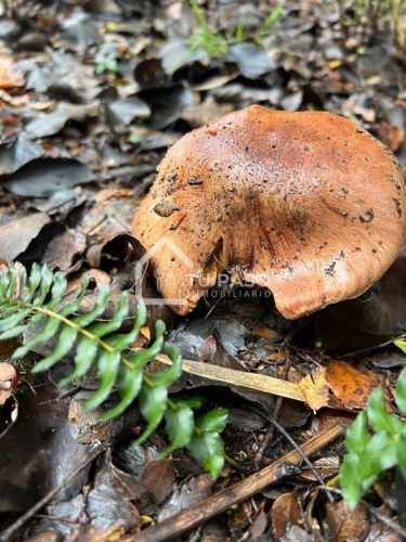 PARCELA Ecoparque del Llaima