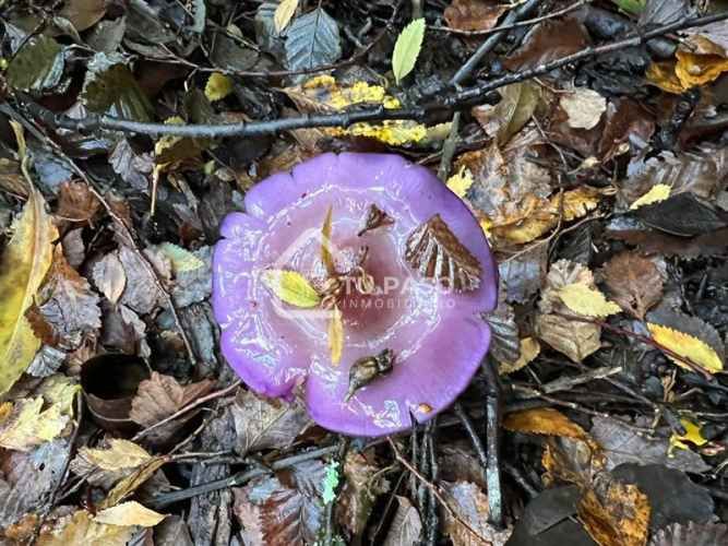 PARCELA Ecoparque del Llaima