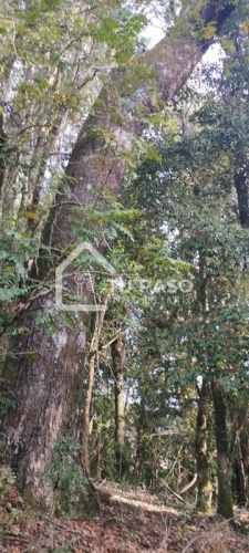 PARCELA Ecoparque del Llaima