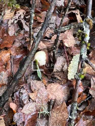 PARCELA Ecoparque del Llaima