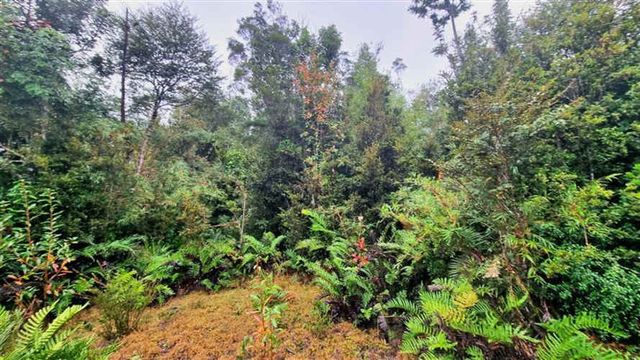 PARCELA Parque La Pajarera