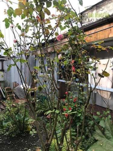 LOCAL COMERCIAL Centro