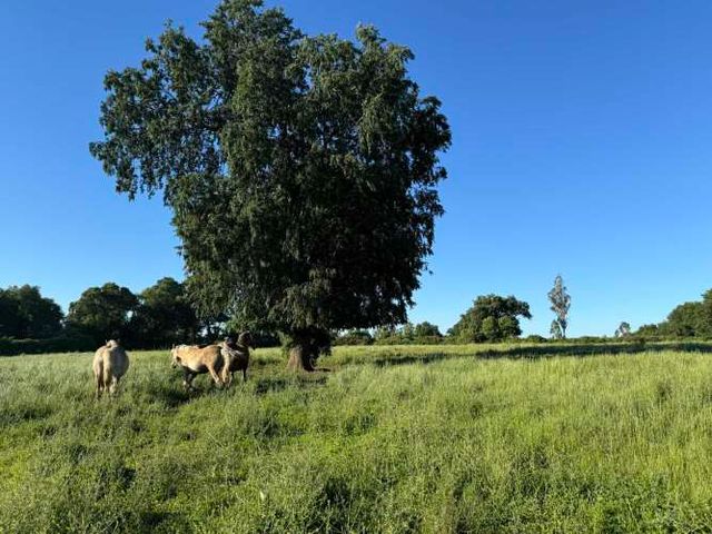 Campo parcela 3,7 hectáreas agrícolas, San Miguel, Ñuble Región