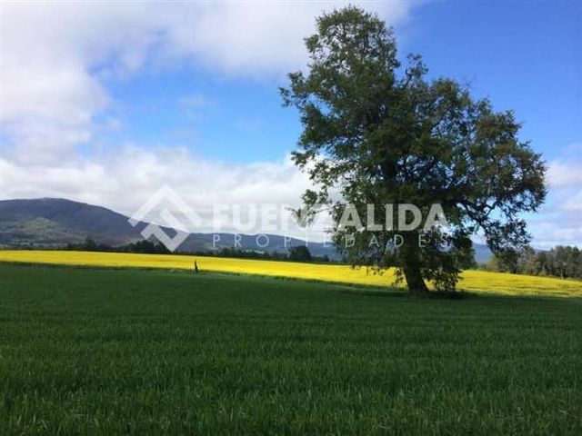 AGRICOLA 5 kms de Loncoche hacia Calafquen