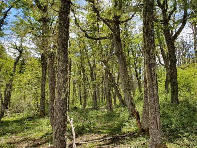 COMUNA Y PROVINCIA DE COYHAIQUE (64428)