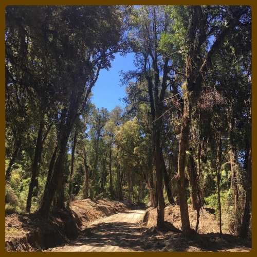 LOTEO DON JAIME / REGIÓN DE LOS LAGOS (67191)