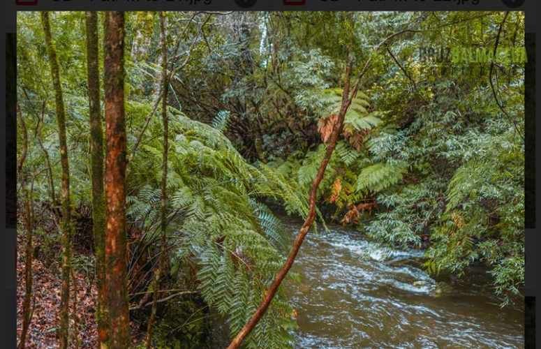 PARCELA Alerces de camahueto