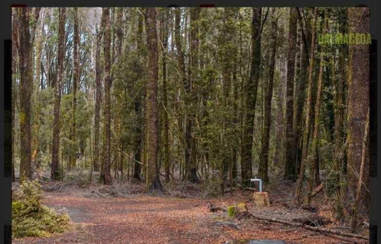 PARCELA Alerces de camahueto