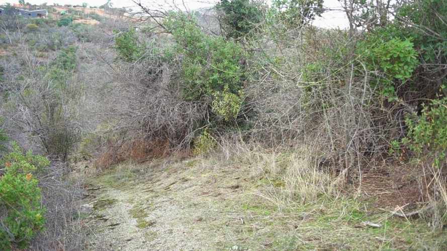 PARCELA EN CURACAVI (67648)