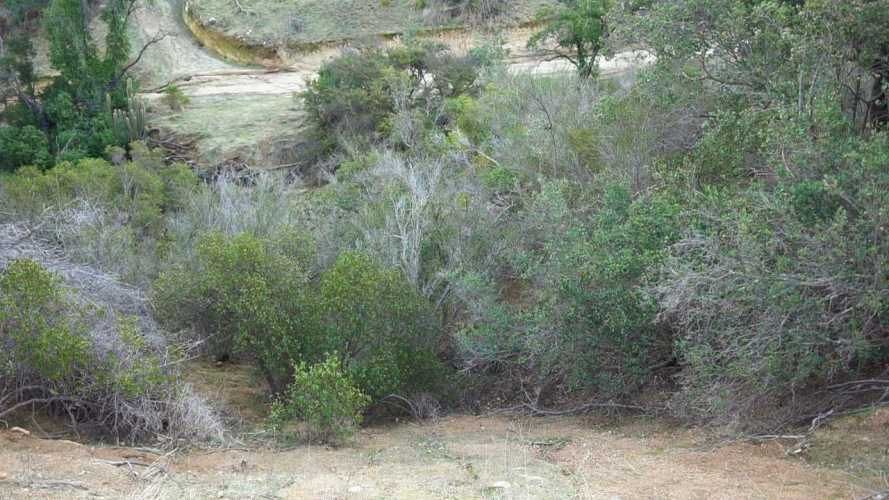 PARCELA EN CURACAVI (67648)