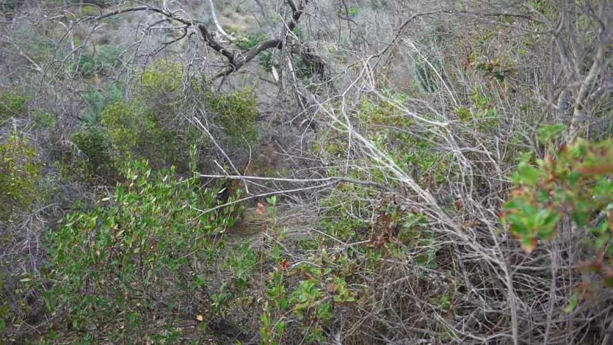 PARCELA EN CURACAVI (67648)