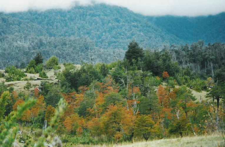 Venta de Predio cercano a Pucón