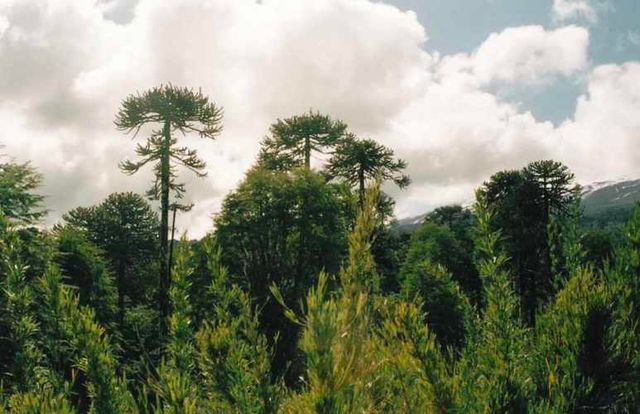 Venta de Predio cercano a Pucón