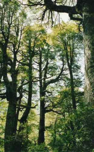 Venta de Predio cercano a Pucón