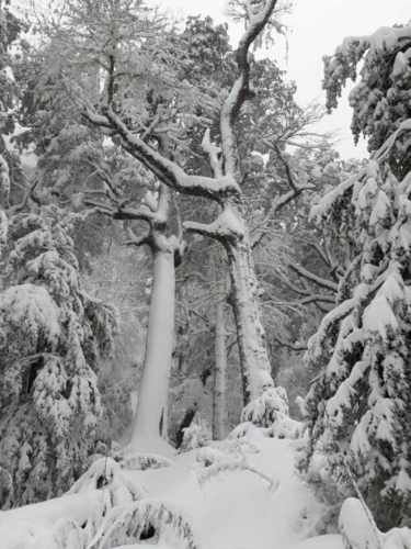 Venta de Predio cercano a Pucón