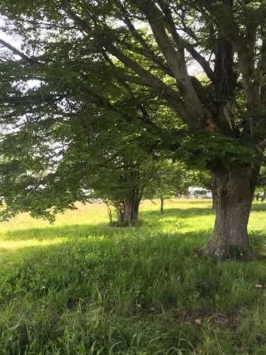 PARCELA HERMOSA PARCELA CERCA DE COYHAIQUE