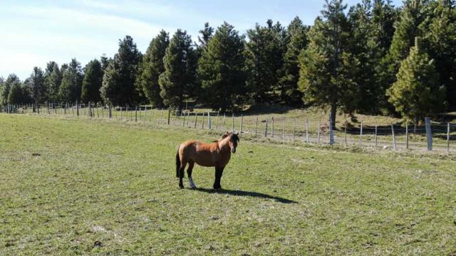 Venta Parcela - 5.000 m2 - Coyhaique