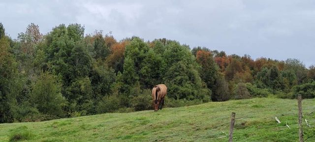 Venta Parcela Maullín