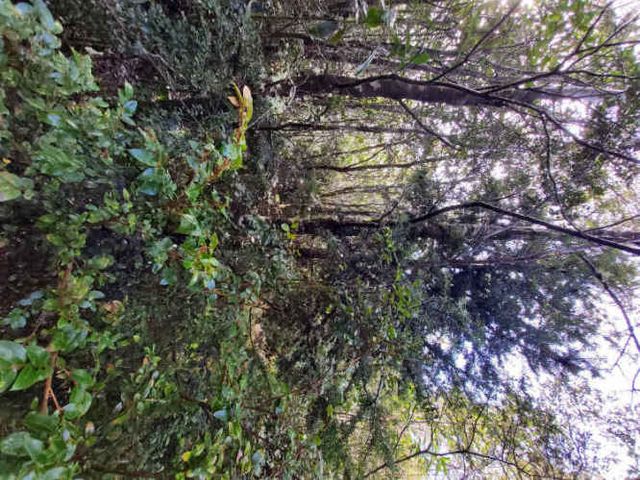 Venta Parcela Maullín