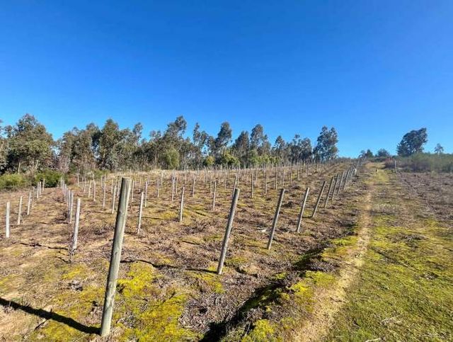 Campo en Florida con viñas y olivos (70546)