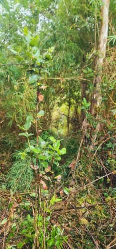 PARCELA El palomar s/n , Ancud