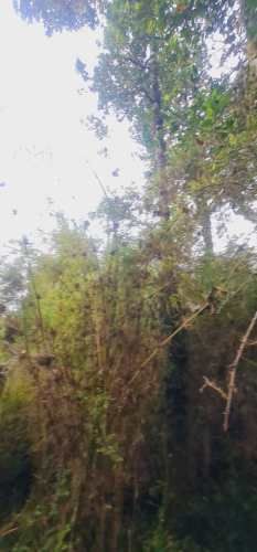 PARCELA El palomar s/n , Ancud