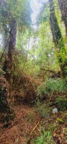 PARCELA El palomar s/n , Ancud