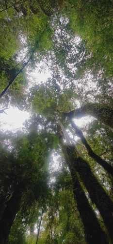 PARCELA El palomar s/n , Ancud