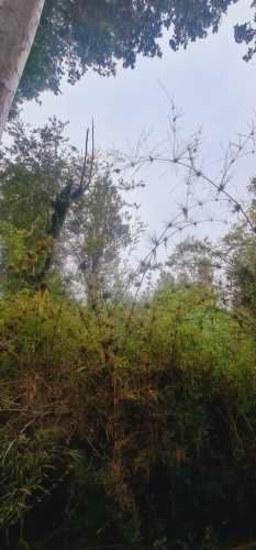 PARCELA El palomar s/n , Ancud