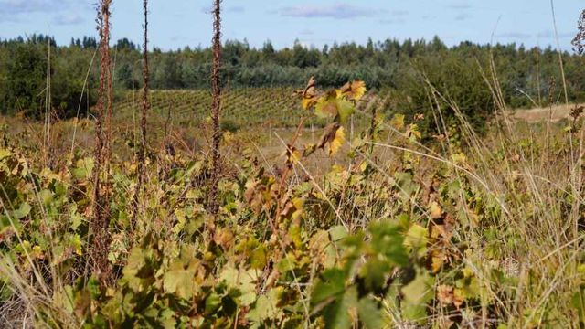 Terreno 5000 m2 con agua y luz Quillón (74927)