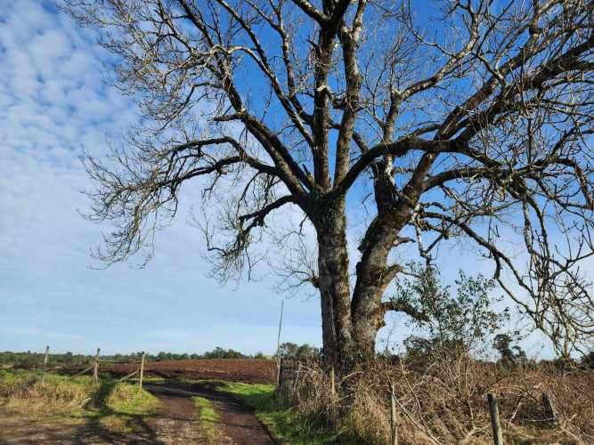 1 HECTARIA EN LONCOTORO VISTA A LOS VOLCANES (73806)