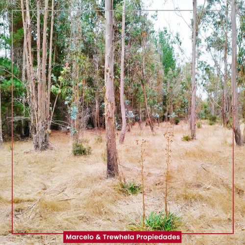 VENDO TERRENO INDIGENA, 3.3 HECTAREAS, COMUNA DE NUEVA IMPERIAL. CODIGO #1011