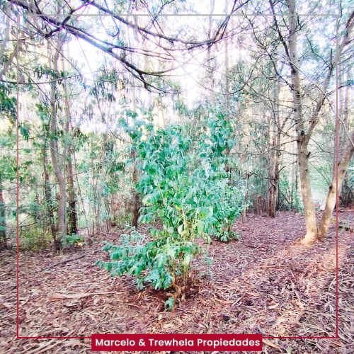 VENDO TERRENO INDIGENA, 3.3 HECTAREAS, COMUNA DE NUEVA IMPERIAL. CODIGO #1011