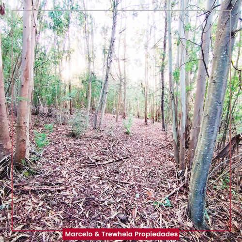 VENDO TERRENO INDIGENA, 3.3 HECTAREAS, COMUNA DE NUEVA IMPERIAL. CODIGO #1011