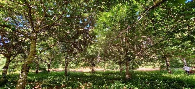 GRAN PARCERLA SOLO A 15 MINUTOS DE VALDIVIA !!!