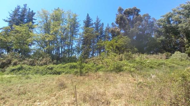 Rebajada Parcela con bosque Nativo