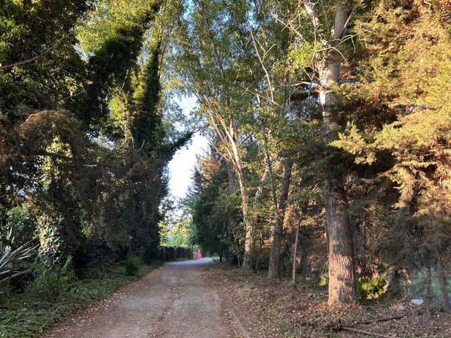 Rebajada Parcela con bosque Nativo