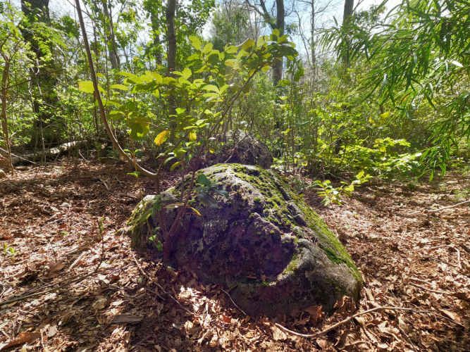 Vende Predio San Fabian, Naturaleza Plena (78894)