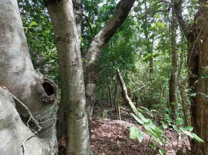 Vende Predio San Fabian, Naturaleza Plena (78894)