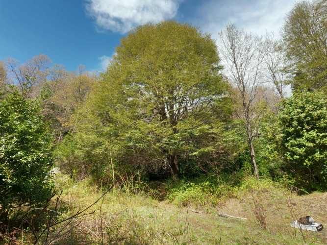 Vende Predio San Fabian, Naturaleza Plena (78894)