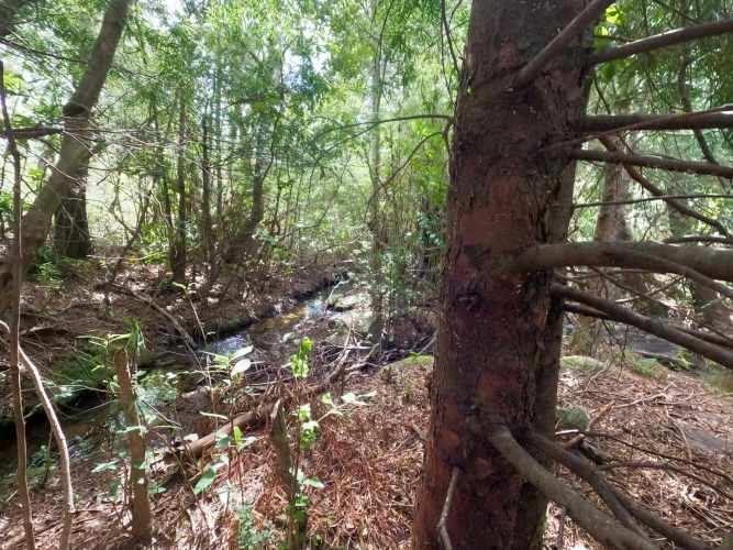 Vende Predio San Fabian, Naturaleza Plena (78894)