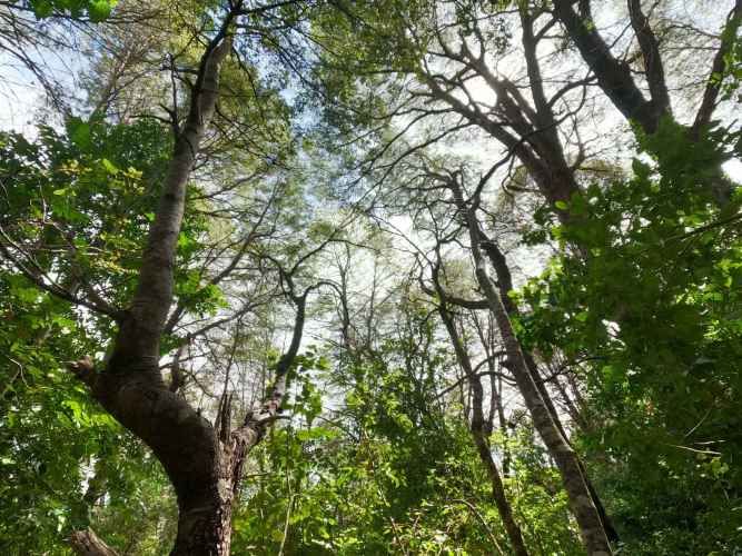 Vende Predio San Fabian, Naturaleza Plena (78894)