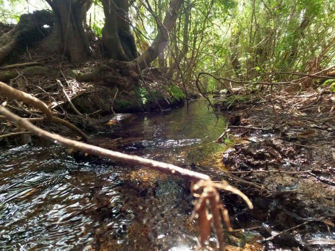 Vende Predio San Fabian, Naturaleza Plena (78894)