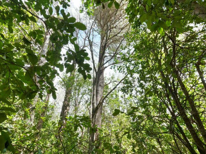 Vende Predio San Fabian, Naturaleza Plena (78894)